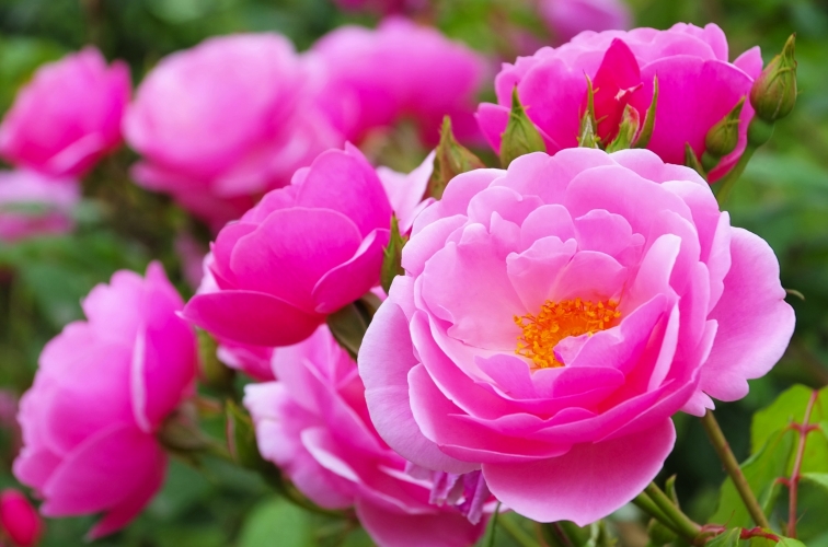 Rosenbogenglocken 01