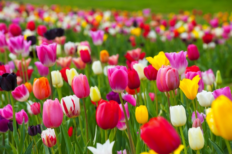 Tulpenblüte