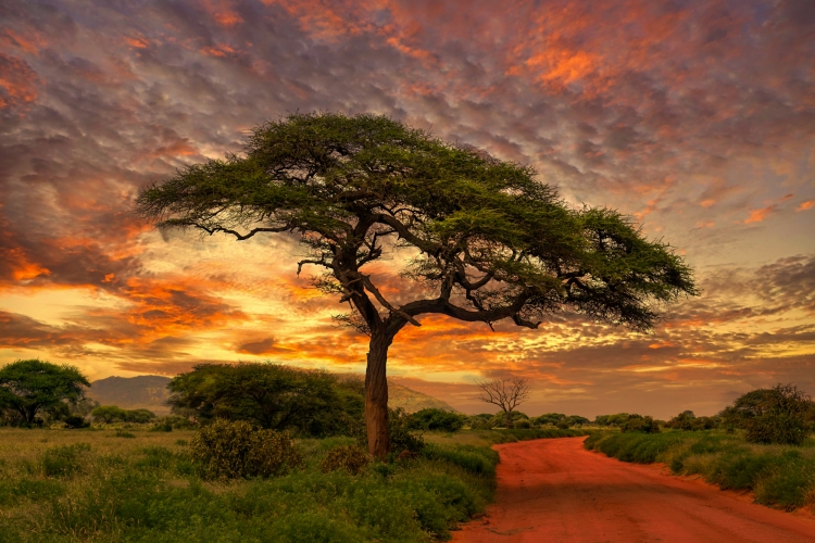 Tsavo-East-Nationalpark - der größte Nationalpark in Kenia