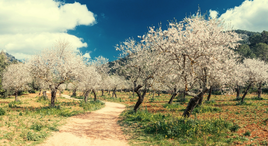 Mandelblüte auf Mallorca
