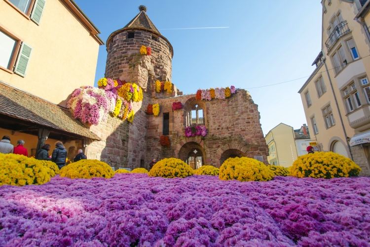 Chrysanthema in Lahr