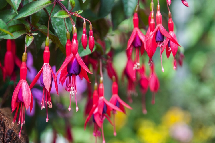 Fuchsien