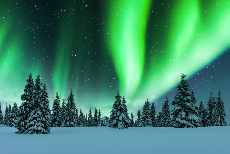 Nordlichter im Winterwald