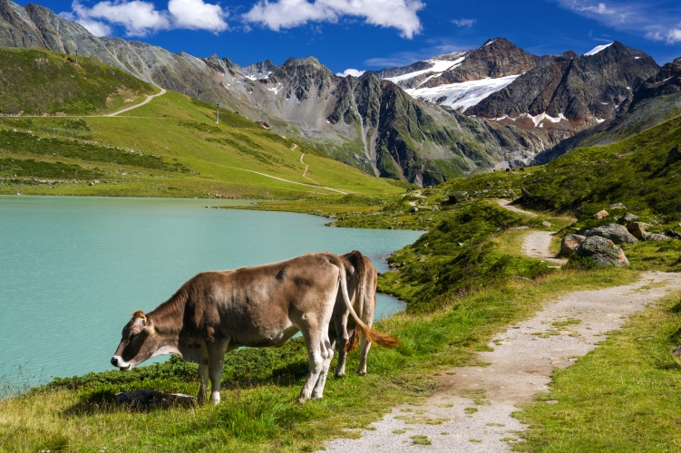 Kühe am Rifflsee im Pitztal