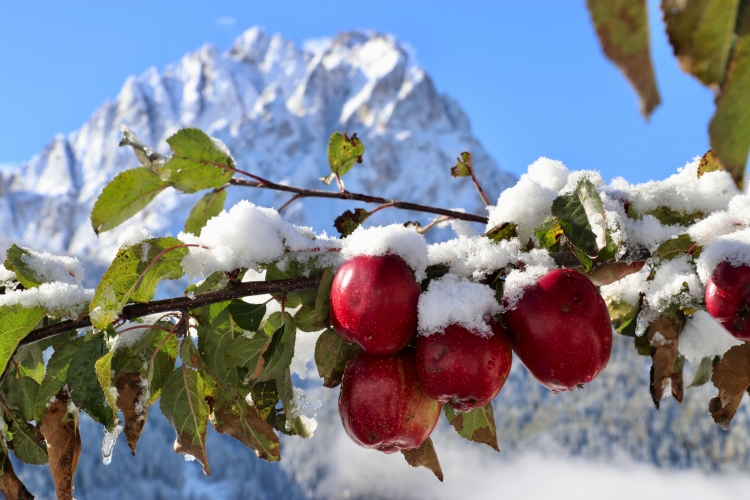 Südtiroler Apfelbaum mit Äpfeln im Schnee